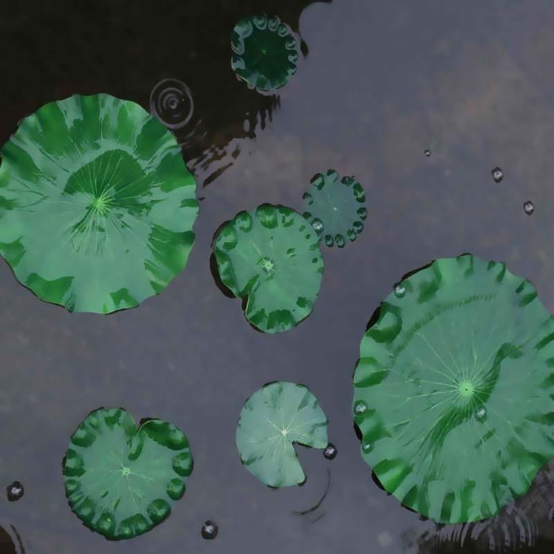 Foglie di Loto Artificiali Sen - Aquarium Fish Artificial recensione e prezzo