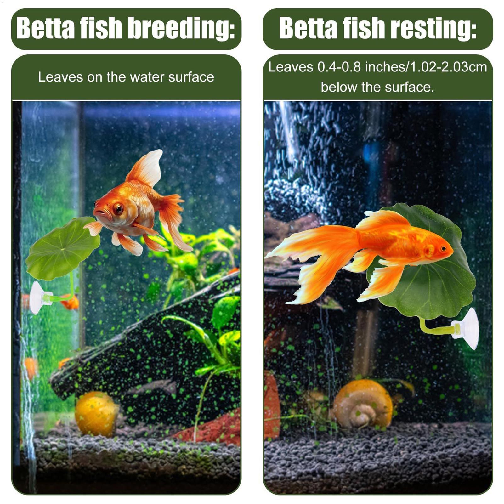 Amaca per pesci Betta 5 pezzi  - Fish Toys For Aquarium recensione e prezzo