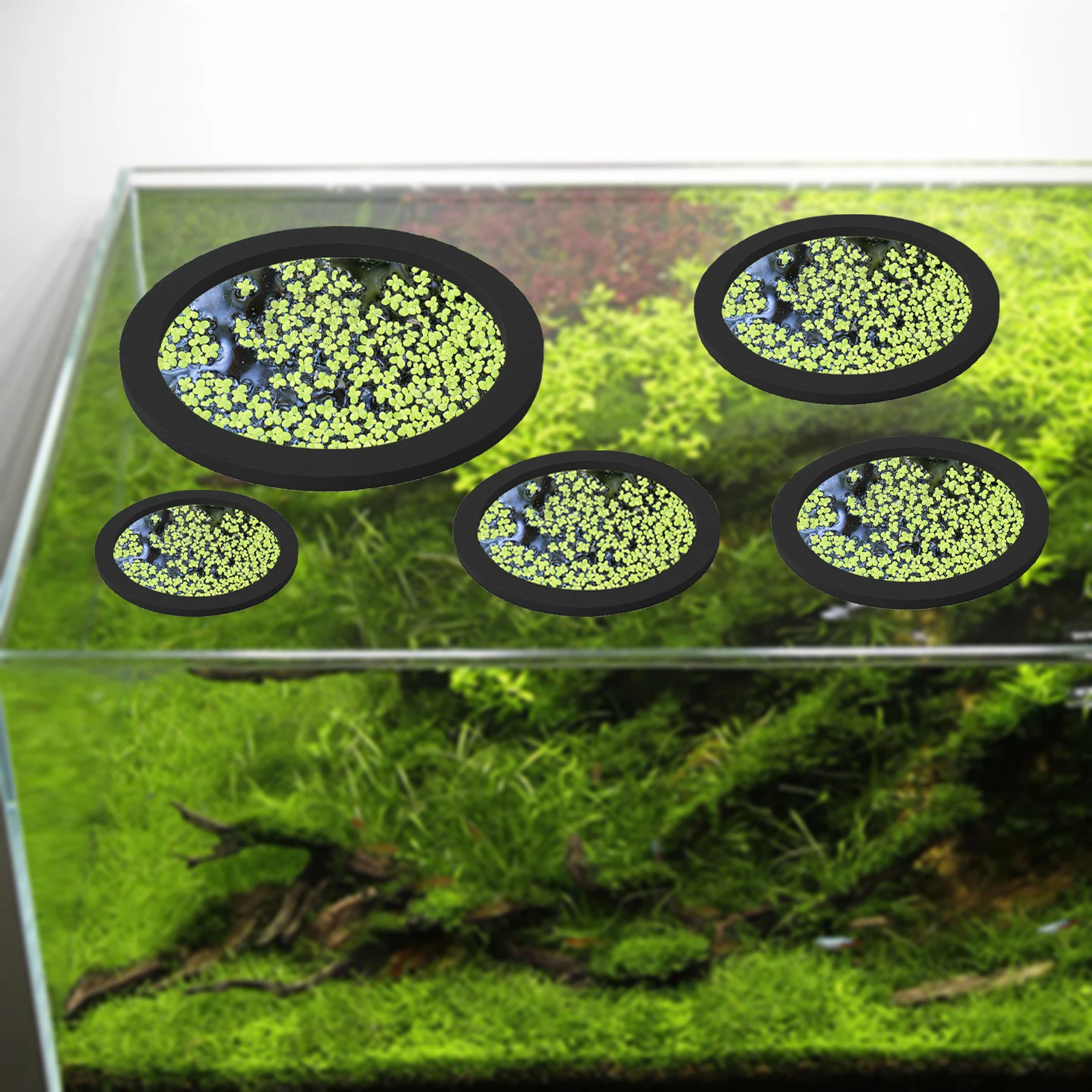 5 pz EVA Anello di Alimentazio - Aquarium Fish Bowl recensione e prezzo