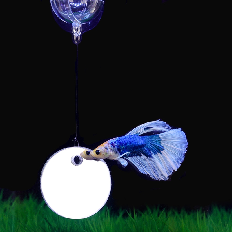 Fish Exercise Mirror promuove  - Fish Toys For Aquarium recensione e prezzo