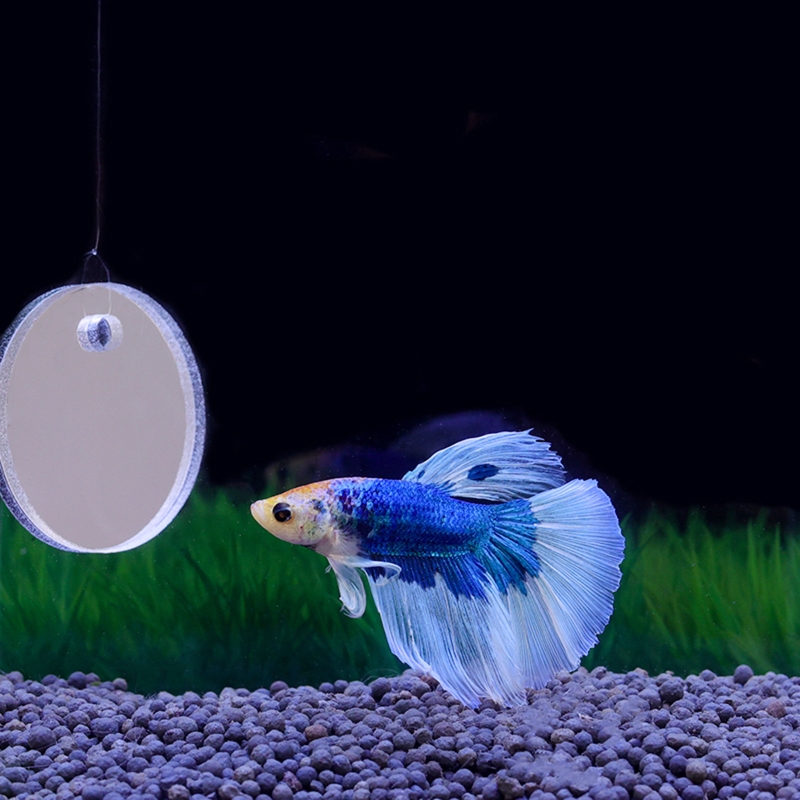 Fish Exercise Mirror promuove  - Fish Toys For Aquarium recensione e prezzo